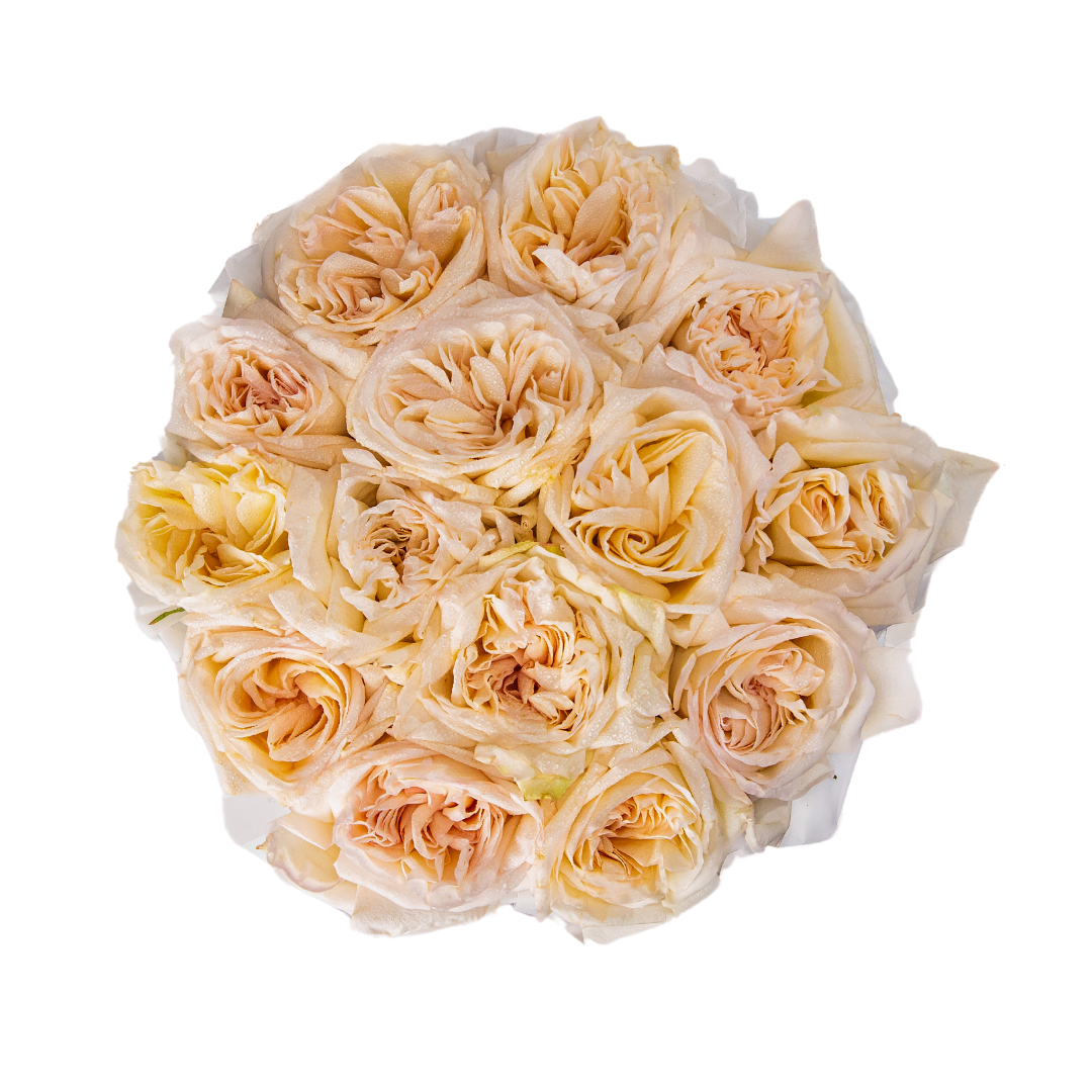 Charming White - Image 4